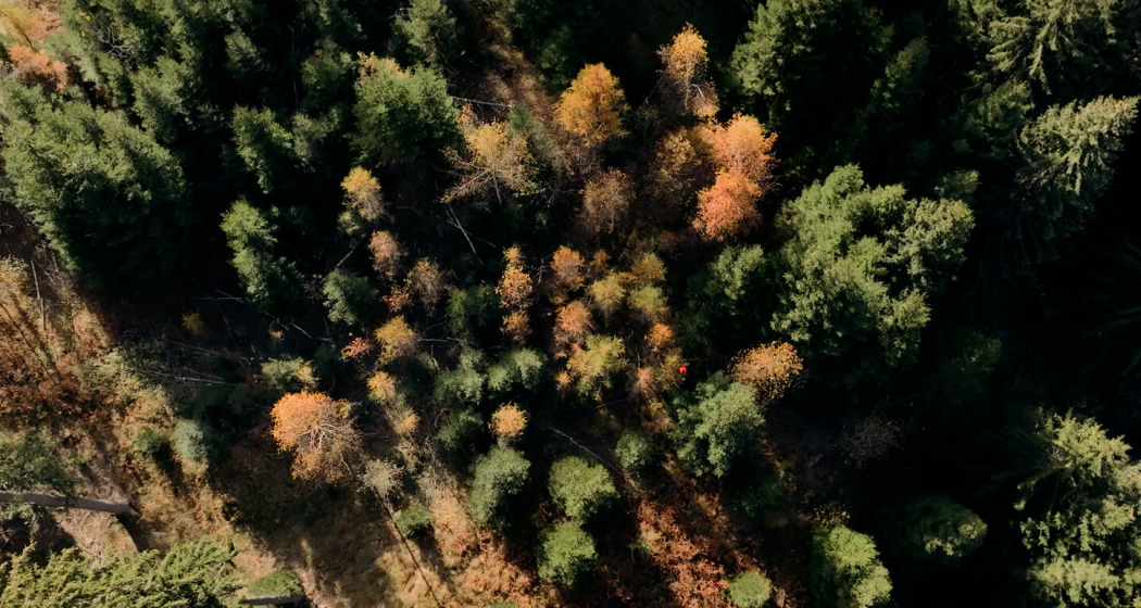 Luftaufnahme eines Mischwalds von oben im Herbst, grüne Nadelbäume und orange-braun verfärbte Laubbäume.