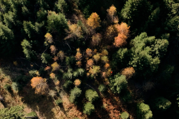 Luftaufnahme eines Mischwalds von oben im Herbst, grüne Nadelbäume und orange-braun verfärbte Laubbäume.